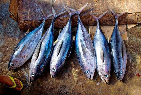 Découverte gastronomique : les fruits de mer de Normandie, un trésor culinaire à savourer